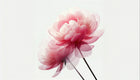 Design A0046 — Floral Pivoines et Roses - Collection 1 — design seul — Novomur