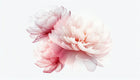 Design A0047 — Floral Pivoines et Roses - Collection 2 — design seul — Novomur