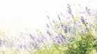Design A0096 — Floral Petites Fleurs — design seul — Novomur