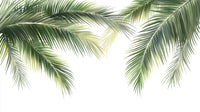 Échantillon, Design A0838, Papier peint panoramique Palmier Tropical Vert - Collection 4 - Sur mesure