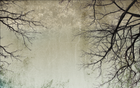 Design L0344 — Papier peint Branches nues fond gris vintage — Novomur