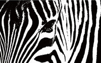 Échantillon, Design L0530, Papier peint panoramique Animal Print - Sur mesure