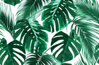 Design L0859 — Papier peint Monstera et palmes vert eclatant fond blanc — Novomur