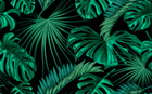 Design L0944 — Papier peint Monstera vert emeraude fond noir — Novomur