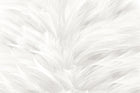 Design SD0300 — Plumes — design seul — Novomur
