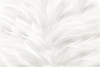 Échantillon, Design SD0300, Papier peint panoramique Plumes - Sur mesure