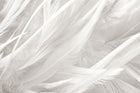 Design SK0597 — Plumes — design seul — Novomur