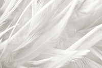 Échantillon, Design SK0597, Papier peint panoramique Plumes - Sur mesure