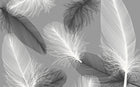 Design SK0650 — Plumes — design seul — Novomur