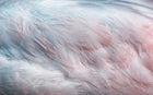 Design SK0923 — Plumes — design seul — Novomur