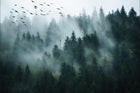Design SL0241 — Papier peint Foret pins brumeuse oiseaux photo — Novomur