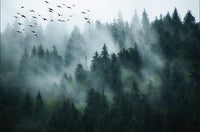 Échantillon, Design SL0241, Papier peint panoramique Forêt Pins et Sapins - Collection 3 - Sur mesure
