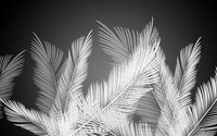 Échantillon, Design SL0386, Papier peint panoramique Palmier Tropical Noir et Blanc - Sur mesure