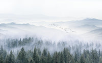 Échantillon, Design SL0810, Papier peint panoramique Forêt Pins et Sapins - Collection 1 - Sur mesure