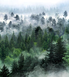 Design SL0835 — Papier peint Foret pins brumeuse photo realiste — Novomur