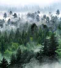 Échantillon, Design SL0835, Papier peint panoramique Forêt Pins et Sapins - Collection 3 - Sur mesure