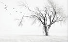 Design ZX0234 — Papier peint Arbre solitaire oiseaux hiver brume — Novomur