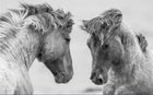 Design ZX0405 — Papier peint Chevaux blancs gros plan photo — Novomur