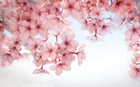 Design ZX0547 — Papier peint Cerisier rose dense fond bleu chinoiserie — Novomur