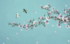 Design ZX0580 — Papier peint Magnolia rose oiseaux fond turquoise — Novomur