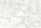 Design ZX0684 — Papier peint Plumes blanches duveteuses zen — Novomur
