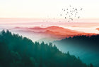 Design ZX0757 — Papier peint Foret aerienne degrade soleil oiseaux — Novomur