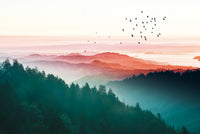 Échantillon, Design ZX0757, Papier peint panoramique Forêt Pins et Sapins - Collection 2 - Sur mesure